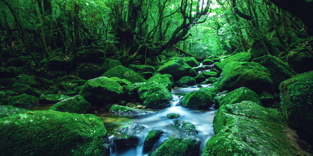 YAKUSHIMA Land Package Tour