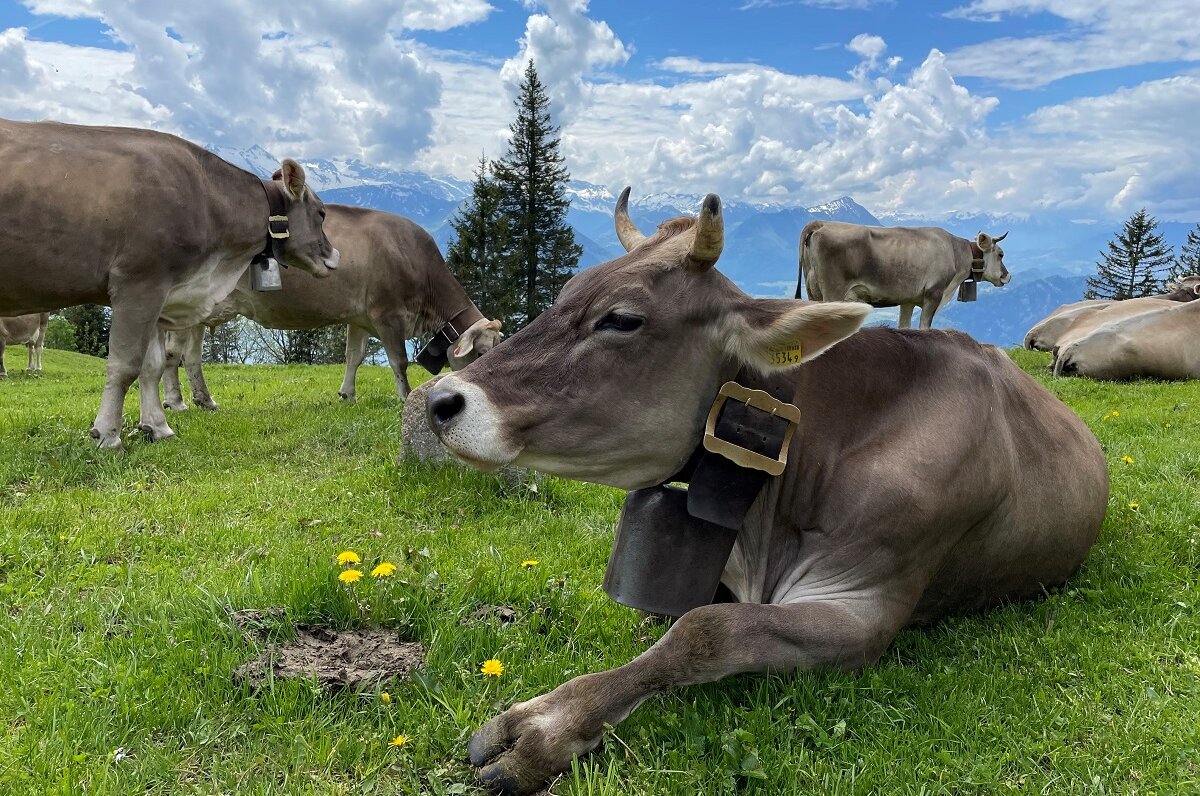 Rigi - Queen of the Mountains